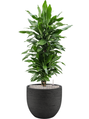 Dracaena fragrans 'Janet Lind' en Terreno