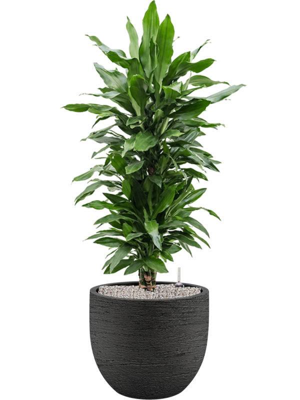 Dracaena fragrans 'Janet Lind' en Terreno, Luca Lifestyle