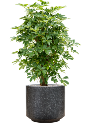 Schefflera arboricola 'Compacta' en Baq Terrazzo