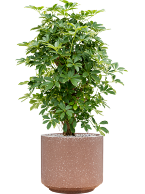 Schefflera arboricola 'Compacta' en Baq Terrazzo