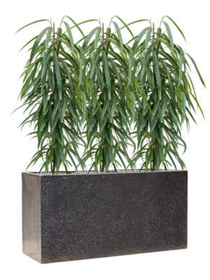 Ficus binnendijkii 'Alii' en Baq Terrazzo