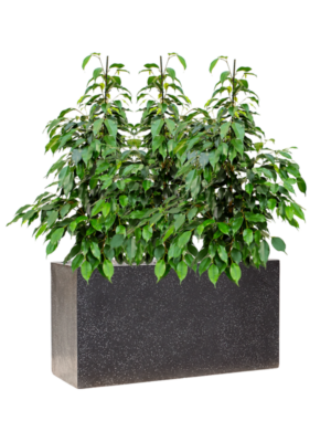 Ficus benjamina 'Danielle' en Baq Terrazzo