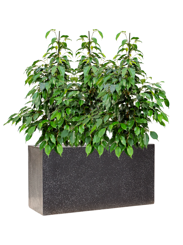 Ficus benjamina 'Danielle' en Baq Terrazzo