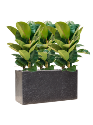 Ficus elastica 'Robusta' en Baq Terrazzo