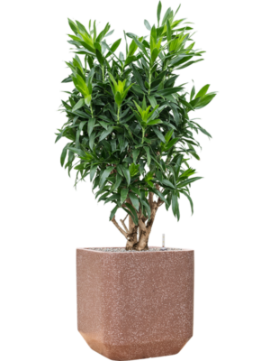 Pleomele (Dracaena) reflexa en Baq Terrazzo