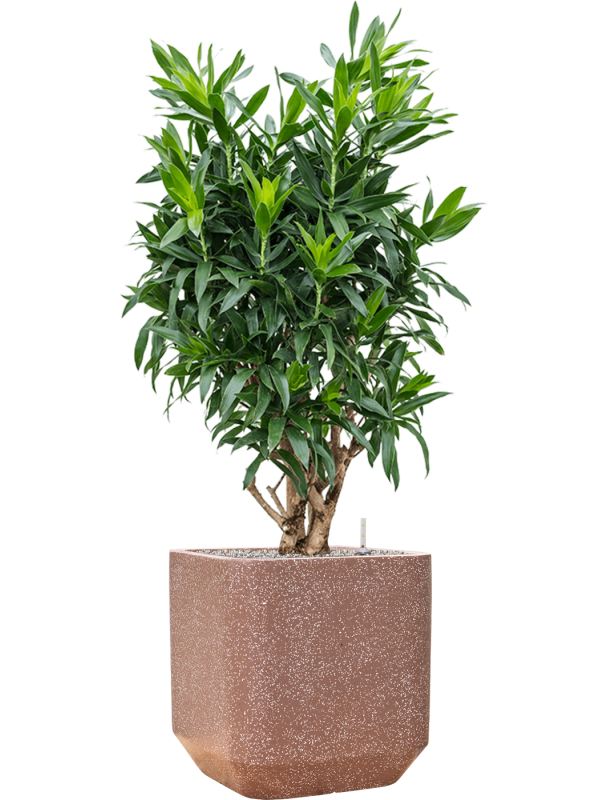 Pleomele (Dracaena) reflexa en Baq Terrazzo