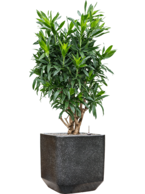 Pleomele (Dracaena) reflexa en Baq Terrazzo