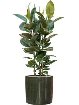 Ficus elastica 'Robusta' en Plain Striped