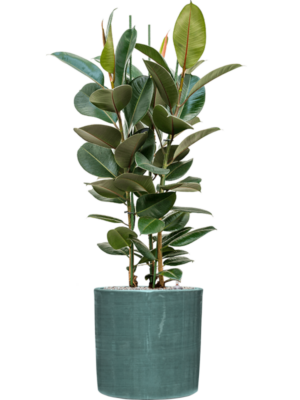 Ficus elastica 'Robusta' en Plain Striped