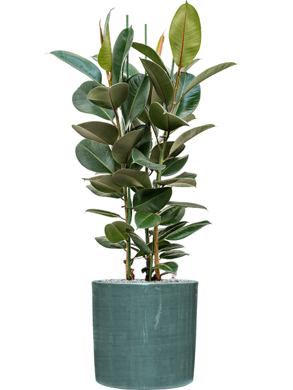 Ficus elastica 'Robusta' en Plain Striped, Private label
