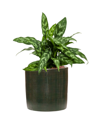 Aglaonema 'Maria' en Plain Striped