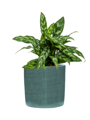 Aglaonema 'Maria' en Plain Striped