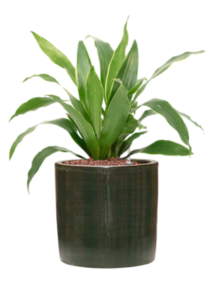 Dracaena fragrans 'Arturo' en Plain Striped