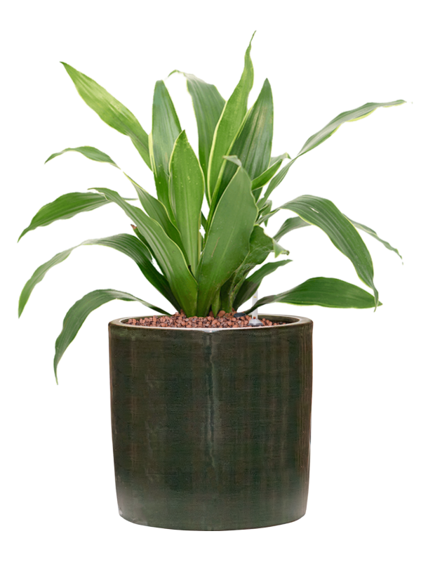 Dracaena fragrans 'Arturo' en Plain Striped, Private label