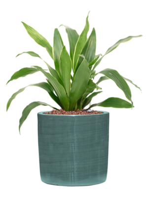 Dracaena fragrans 'Arturo' en Plain Striped