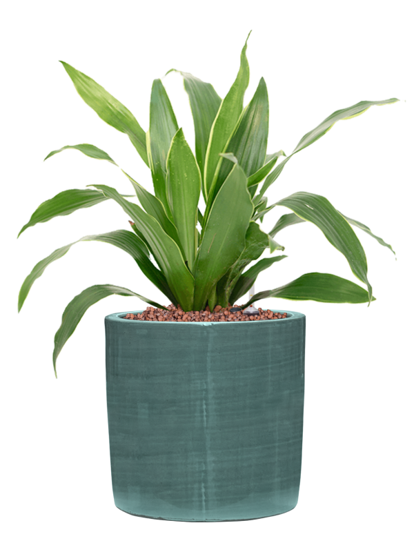 Dracaena fragrans 'Arturo' en Plain Striped, Private label
