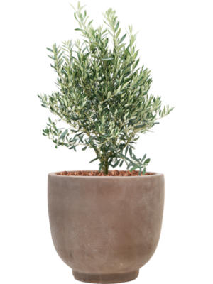 Olea europaea en Terra Cotta Kevin