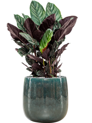 Calathea sanderiana en Balloon