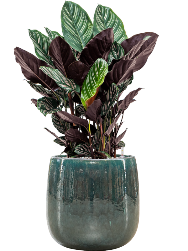 Calathea sanderiana en Balloon, Private label