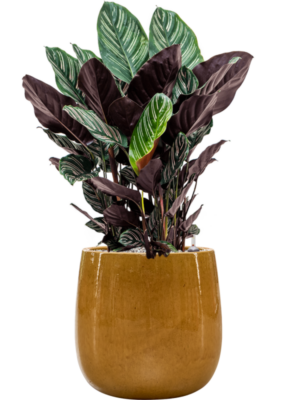 Calathea sanderiana en Balloon