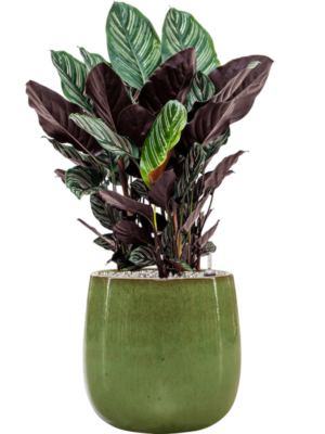 Calathea sanderiana en Balloon