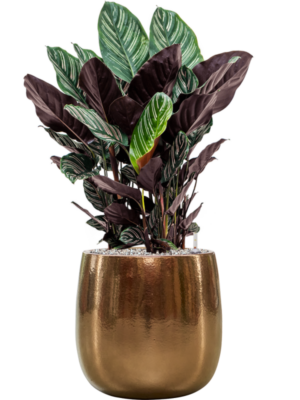 Calathea sanderiana en Balloon