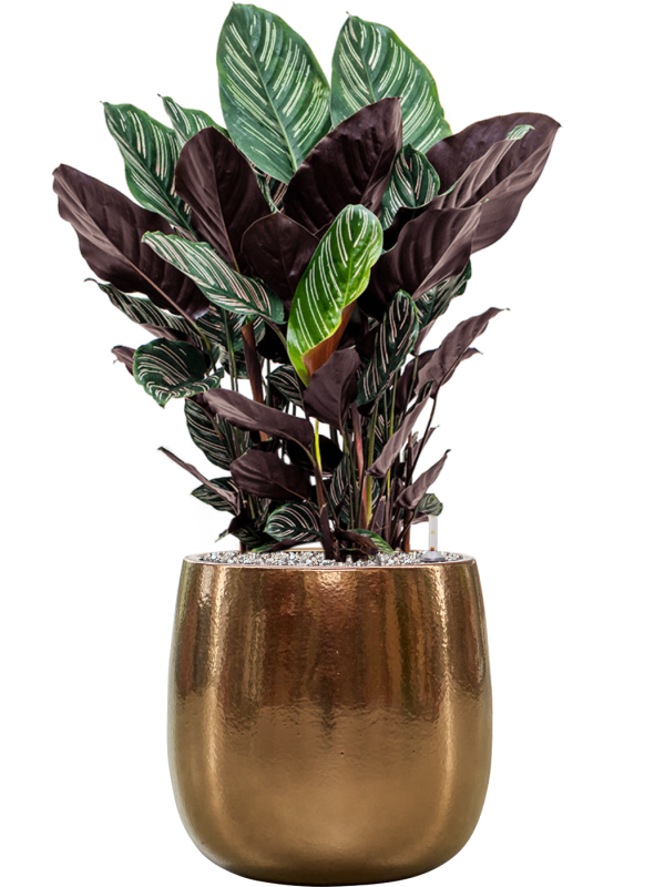 Calathea sanderiana en Balloon, Private label