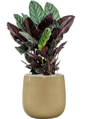 Calathea sanderiana en Balloon