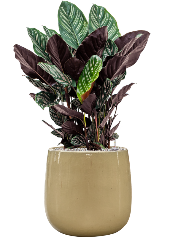Calathea sanderiana en Balloon, Private label