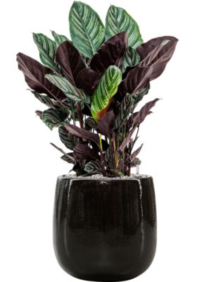 Calathea sanderiana en Balloon