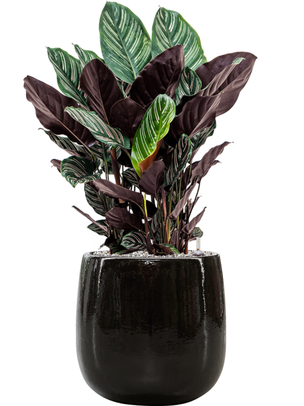 Calathea sanderiana en Balloon, Private label