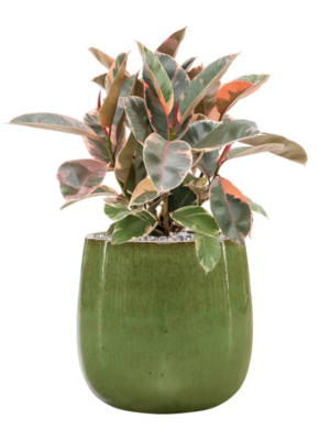 Ficus elastica 'Belize' en Balloon