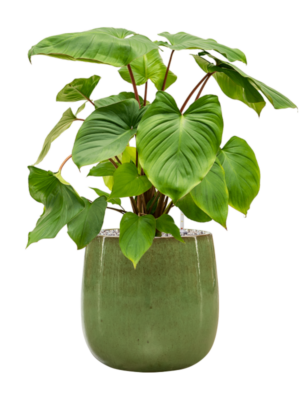 Homalomena rubescens 'Maggy en Balloon
