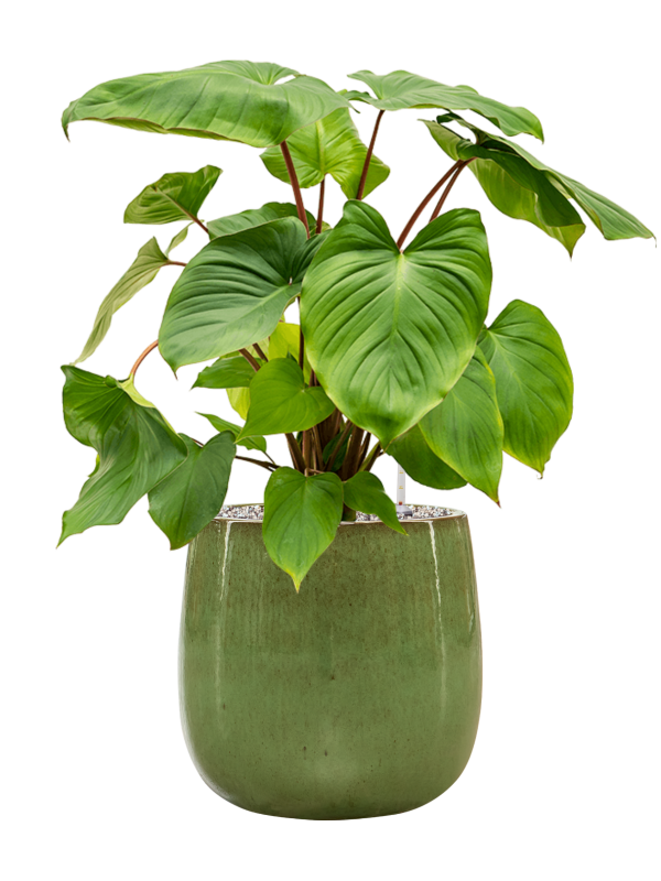 Homalomena rubescens 'Maggy en Balloon, Private label