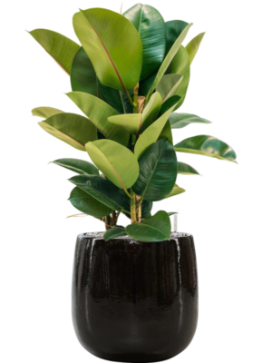 Ficus elastica 'Robusta' en Balloon