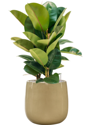 Ficus elastica 'Robusta' en Balloon
