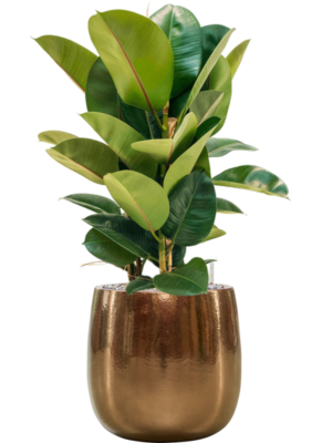 Ficus elastica 'Robusta' en Balloon