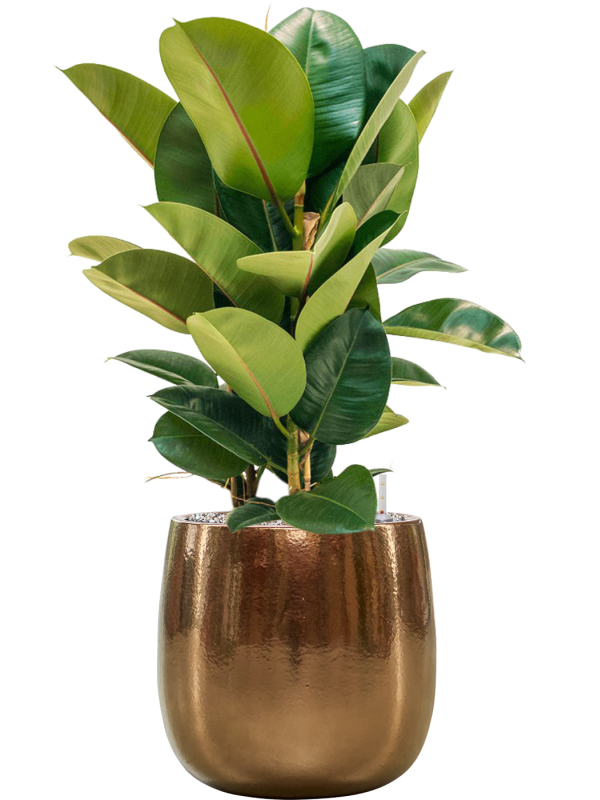 Ficus elastica 'Robusta' en Balloon, Private label