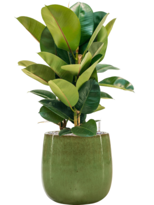 Ficus elastica 'Robusta' en Balloon