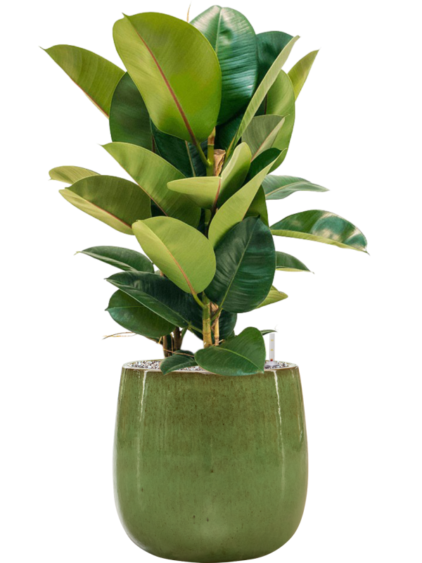 Ficus elastica 'Robusta' en Balloon, Private label