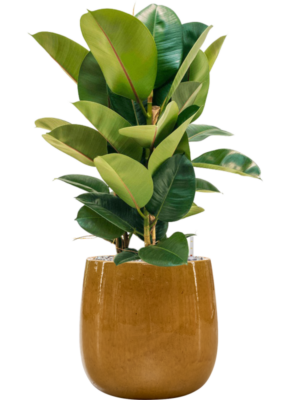 Ficus elastica 'Robusta' en Balloon