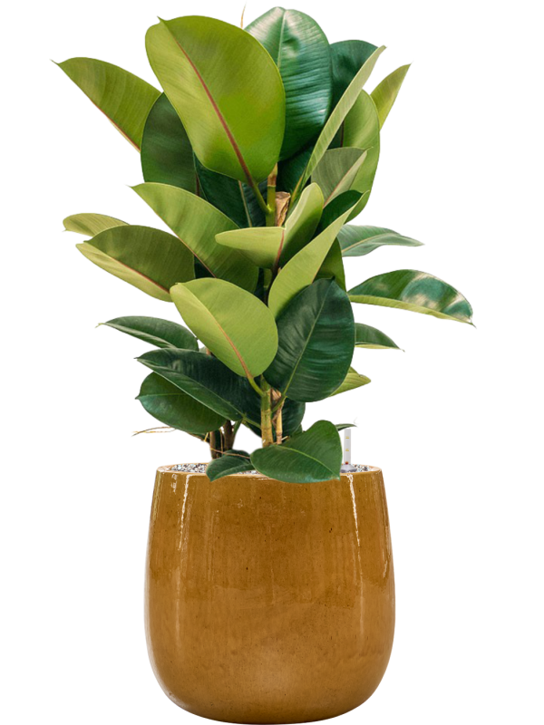 Ficus elastica 'Robusta' en Balloon, Private label