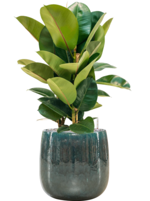 Ficus elastica 'Robusta' en Balloon