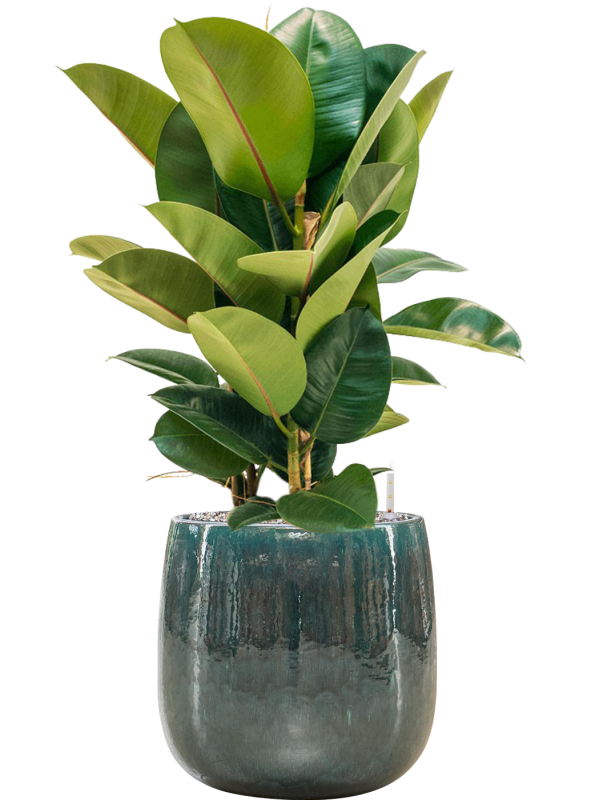 Ficus elastica 'Robusta' en Balloon, Private label