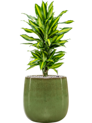 Dracaena fragrans 'Cintho' en Balloon