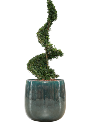 Ilex crenata 'Dark Green' en Balloon