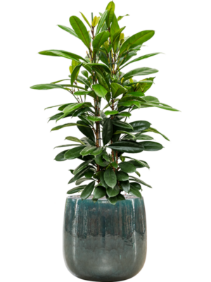 Ficus cyathistipula en Balloon