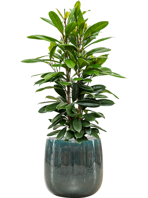 Ficus cyathistipula en Balloon, Private label