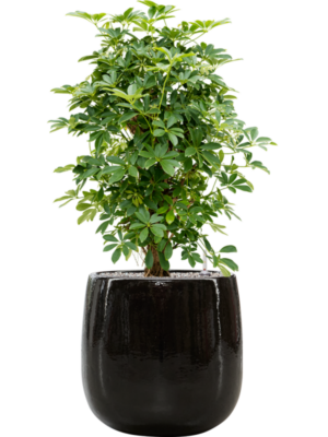 Schefflera arboricola 'Compacta' en Balloon