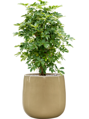 Schefflera arboricola 'Compacta' en Balloon